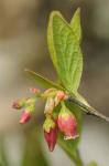 Gaylussacia baccata (Wangenh.) K. Koch