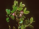 Gaylussacia brachycera (Michx.) Gray