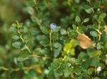 Gaylussacia brachycera (Michx.) Gray
