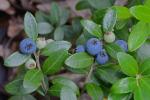 Gaylussacia brachycera (Michx.) Gray