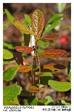 Gaylussacia dumosa (Andr.) Torr. & Gray