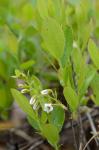 Gaylussacia dumosa (Andr.) Torr. & Gray
