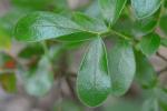 Gaylussacia dumosa (Andr.) Torr. & Gray