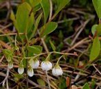 Gaylussacia dumosa (Andr.) Torr. & Gray