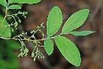 Gaylussacia frondosa (L.) Torr. & Gray ex Torr.