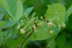 Gaylussacia frondosa (L.) Torr. & Gray ex Torr.