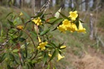 Gelsemium sempervirens (L.) St.-Hilaire