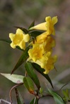 Gelsemium sempervirens (L.) St.-Hilaire