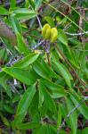 Gelsemium sempervirens (L.) St.-Hilaire