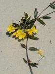 Gelsemium sempervirens (L.) St.-Hilaire