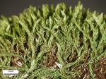 Gemmabryum caespiticium (Hedw.) J.R. Spence