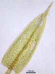 Gemmabryum caespiticium (Hedw.) J.R. Spence