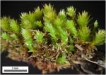 Gemmabryum dichotomum (Hedw.) J.R. Spence & H.P. Ramsay