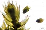 Gemmabryum dichotomum (Hedw.) J.R. Spence & H.P. Ramsay