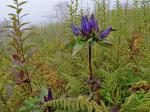 Gentiana austromontana Pringle & Sharp