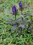 Gentiana austromontana Pringle & Sharp