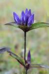 Gentiana austromontana Pringle & Sharp