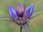 Gentiana austromontana Pringle & Sharp