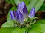 Gentiana austromontana Pringle & Sharp