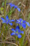 Gentiana autumnalis L.