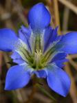 Gentiana autumnalis L.