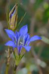 Gentiana autumnalis L.