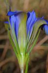 Gentiana autumnalis L.