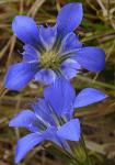 Gentiana autumnalis L.