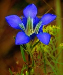 Gentiana autumnalis L.
