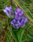 Gentiana catesbaei Walt.