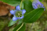 Gentiana catesbaei Walt.