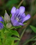 Gentiana catesbaei Walt.