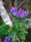 Gentiana catesbaei Walt.