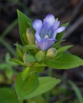 Gentiana catesbaei Walt.
