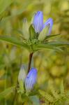 Gentiana clausa Raf.