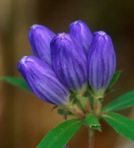 Gentiana clausa Raf.
