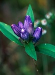 Gentiana clausa Raf.