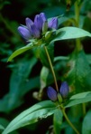 Gentiana clausa Raf.