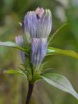 Gentiana decora Pollard
