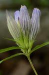 Gentiana decora Pollard
