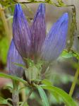 Gentiana saponaria L.