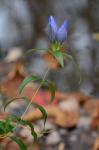 Gentiana saponaria L.