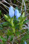 Gentiana saponaria L.