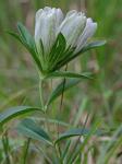 Gentiana villosa L.