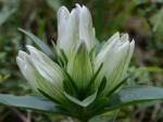 Gentiana villosa L.