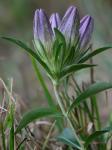 Gentiana villosa L.