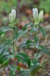 Gentiana villosa L.