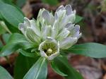 Gentiana villosa L.