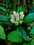 Gentiana villosa L.