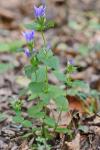 Gentianella occidentalis (A. Gray) Small